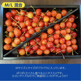 さくらんぼ 【佐藤幸男農園】 佐藤錦 ML混合 1kg バラ詰 福島県 《6/中旬～6/下旬の出荷》
