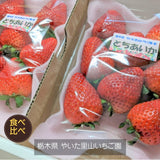 いちご 【やいた里山いちご園】苺 とちあいか 大玉 280g×2パック 栃木県矢板市 《1/上旬～出荷開始》