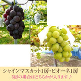ぶどう 【伊藤農園】 葡萄 シャインマスカット ピオーネ 約1.5kg ２～３房 秀 化粧箱 贈答用 山形県 ≪9/中旬～9/下旬より出荷》 フルーツ 果物