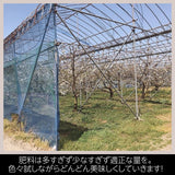 さくらんぼ 【有我果樹園】 佐藤錦 紅秀峰 紅てまり どれか1品種 1kg 2L 贈答用 福島県須賀川市 《6/中旬～6/下旬の出荷》