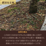 さくらんぼ 【一愛農園】 佐藤錦 700g 秀 ２L  山形県東根市《6/中旬～6/下旬の出荷》