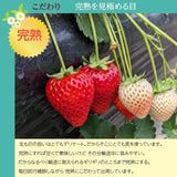 いちご 【やいた里山いちご園】苺 食べ比べ やよいひめ ミルキーベリー/とちあいか (280g×2パック) 白いちご 栃木県矢板市 《1/中旬～出荷開始》