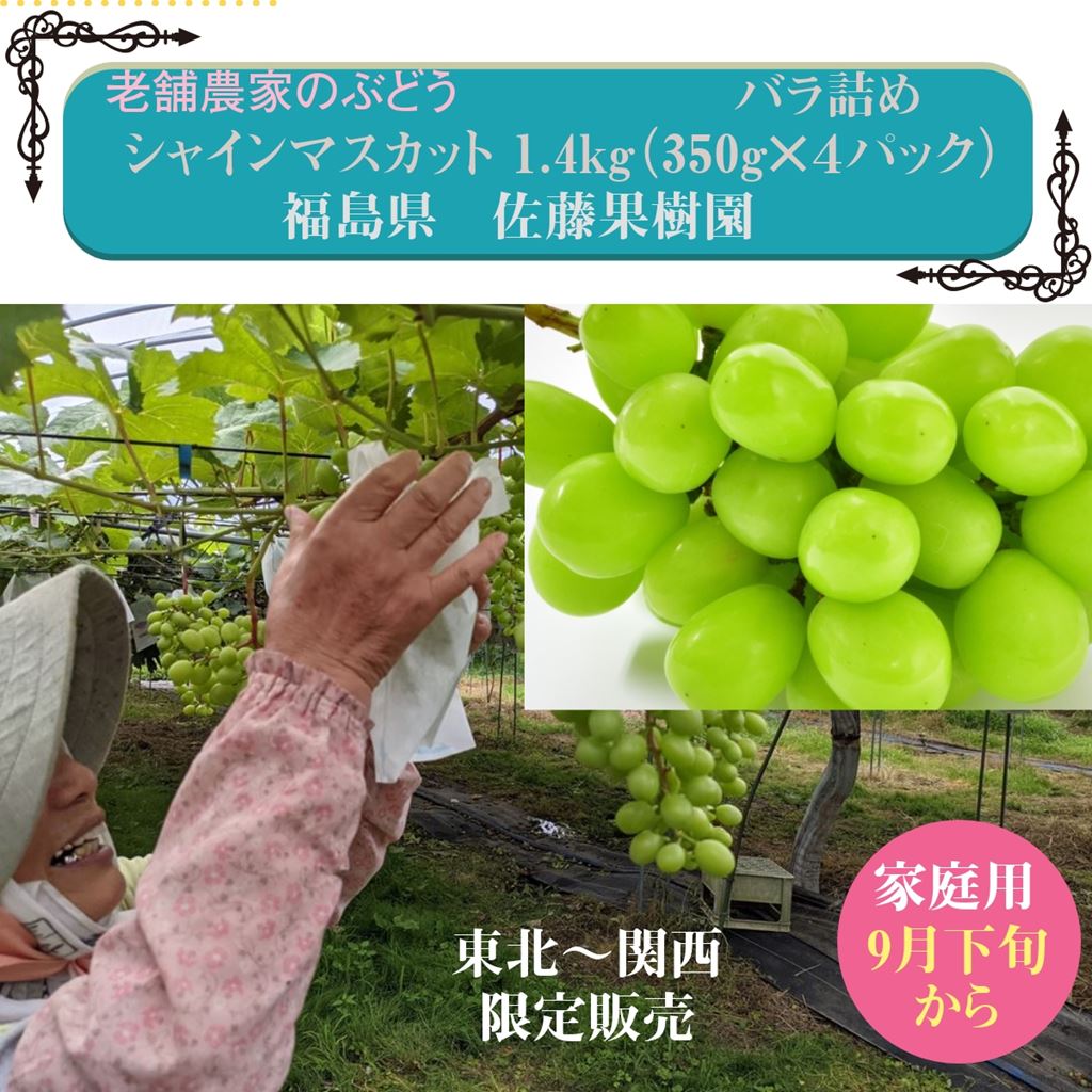 シャインマスカット1.4kg（350g×4パック)　種なしぶどう　家庭用バラ詰　福島県　翌日配送地区限定発売