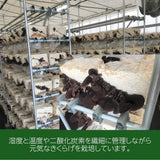 生キクラゲ　福壽きくらげ300ｇ