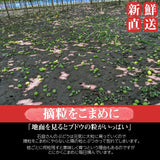 ぶどう 【ﾌﾙｰﾂﾌｧｰﾑいしくら】 葡萄 シャインマスカット 2～3房 クイーンニーナ 2房 大房 合計4～5房 2.8kg 高糖度 山梨県《8/17日頃～8/下旬より出荷》