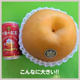 梨 【 乙連沢梨園 】大きい にっこり  1.8kg (900g×2個) 贈答用 プレゼント 栃木県  《10/中旬～10/下旬より出荷》