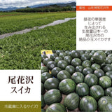 スイカ 小玉スイカ 【高橋農園】ひとりじめBONBON ２玉 4〜5kg 優 尾花沢 訳あり 家庭用 山形県  ひとりじめボンボン《7/中旬〜7/下旬より出荷》