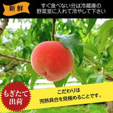 桃 【佐藤幸男農園】 もも 川中島 5kg 13～16個 贈答用 プレゼント 福島県 《8/中旬～8/下旬の出荷》