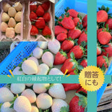 いちご 【小野崎農園】ミルキーベリー/とちあいか 食べ比べ紅白ミックスセット 大玉1パックずつ 約600g 栃木県