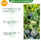 メロン 【メロンの村田】 アンデスメロン 2玉 3L～4L 糖度16前後 贈答用 母の日 茨城県鉾田市 《5/上旬～5/中旬より出荷》