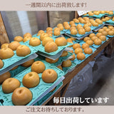 梨 【 乙連沢梨園 】 3kg 5～７個 贈答用 プレゼント 栃木県《9/上旬〜9/中旬より出荷》