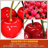 さくらんぼ 【佐藤果樹園】 佐藤錦 1kg 秀 L 《6/中旬～6/下旬の出荷》