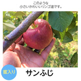 りんご 【長田果樹園 】サンふじ 小玉 ミニ 訳あり 家庭用 10kg 46個以上 福島県石川町 リンゴ 林檎 小さい 10キロ １０ｋｇ さんふじ フジ《12/中旬～12/下旬より出荷》
