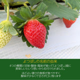 【ふるや農園】福島生まれの苺　ふくはる香　大玉30粒(15粒×2パック)　翌日配送エリア限定　福島県