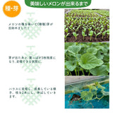 メロン 【メロンの村田】 クインシーメロン 2玉 3L～4L 糖度16前後 贈答用 父の日 茨城県鉾田市 《5/下旬～6/上旬より出荷》