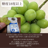 ぶどう 【ﾌﾙｰﾂﾌｧｰﾑいしくら】 葡萄 シャインマスカット 1kg バラ 500gパック×２ 高糖度 山梨県 ご家庭用 《8/10日頃～8/中旬からの出荷》