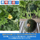 スイカ 小玉スイカ 【高橋農園】ひとりじめBONBON ２玉 4〜5kg 秀 尾花沢 贈答用 山形県  ひとりじめボンボン《7/中旬〜7/下旬より出荷》