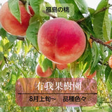 桃 【有我果樹園】 もも 品種色々 ミックス 5kg 12～16玉 贈答用  福島県 須賀川市  プレゼント 予約 《7/下旬～8/上旬から出荷》