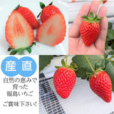 【ふるや農園】苺　とちおとめ　中玉40粒(20粒×2パック)　翌日配送エリア限定　福島県