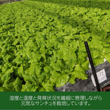 サンチュ 【ふるや農園】 クール便 600枚 業務用 福島県 当日収穫 新鮮