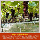 ぶどう 【大山果樹園】 葡萄 詰め合わせ ぶどう三昧セット（ シャインマスカット 入り） ４～６種類 約2kg 山形県 フルーツ 果物 《9/中旬～9/下旬より出荷》 敬老の日