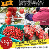 中玉トマト　約1.8ｋｇ(450ｇ×４袋）　福島県白河市