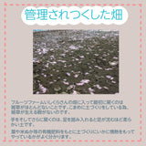 ぶどう 【ﾌﾙｰﾂﾌｧｰﾑいしくら】 葡萄 シャインマスカット 3房 大房 2.2kg 高糖度 山梨県 贈答《8/10日頃～8/中旬より出荷》