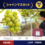 ぶどう 【伊藤農園】 葡萄 シャインマスカット 1房 秀 約700g 化粧箱 贈答用 山形県  ≪9/中旬～9/下旬より出荷》 フルーツ 果物