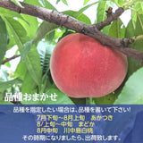 桃 【蓬田さん】 献上桃の郷 もも 3kg 10～12玉 贈答用 福島県桑折町 《7/下旬～8/上旬より出荷》