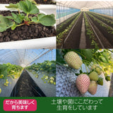 いちご 【小野崎農園】 とちあいか 大玉 Aサイズ 280g 8～12粒 ×4パック  1120g 栃木県　
