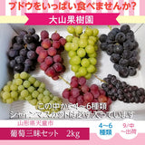 ぶどう 【大山果樹園】 葡萄 詰め合わせ ぶどう三昧セット（ シャインマスカット 入り） ４～６種類 約2kg 山形県 フルーツ 果物 《9/中旬～9/下旬より出荷》 敬老の日