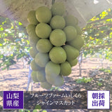 ぶどう 【ﾌﾙｰﾂﾌｧｰﾑいしくら】 葡萄 シャインマスカット 3房 大房 2.2kg 高糖度 山梨県 贈答《8/10日頃～8/中旬より出荷》