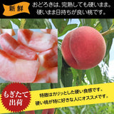 桃 【種まきうさぎ】硬い おどろき 訳あり品 家庭用 2.5kg 福島県 もも 《8/1～8/20の出荷 指定日不可》