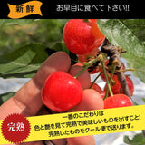 さくらんぼ 【一愛農園】 佐藤錦 1kg 秀 ２L  山形県東根市《6/中旬～6/下旬の出荷》