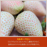 いちご 【やいた里山いちご園】苺 紅白 やよいひめ ミルキーベリー/とちあいか (280g×4パック）白いちご 栃木県矢板市 《1/中旬～出荷開始》