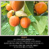 干し柿 【種まきうさぎ】 五十沢 あんぽ柿 310g 家族セット(中2個・小3個) 家庭用 ポスト投函 福島県伊達 《1/中旬より出荷》