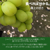 ぶどう 【ﾌﾙｰﾂﾌｧｰﾑいしくら】 葡萄 シャインマスカット クイーンニーナ 1房ずつ 合計2房 約1.3kg 高糖度 山梨県 贈答用化粧箱 《8/17日頃～8/下旬より出荷》