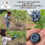 ブルーベリー 【三春インターブルーベリー園】 生ブルーベリー 900g 大粒 朝採 国産 福島県三春町 お中元 御中元 贈答用 ギフト プレゼント 《6/下旬～7/上旬より出荷》