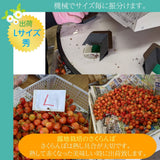 さくらんぼ 【佐藤果樹園】 佐藤錦 1kg 秀 L 《6/中旬～6/下旬の出荷》