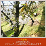 さくらんぼ 【佐藤果樹園】 佐藤錦 1kg 秀 L 《6/中旬～6/下旬の出荷》