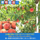 桃 【種まきうさぎ】硬い おどろき 訳あり品 家庭用 2.5kg 福島県 もも 《8/1～8/20の出荷 指定日不可》