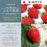 【ふるや農園】福島生まれの苺　ふくはる香　大玉60粒(15粒×4パック)　翌日配送エリア限定　福島