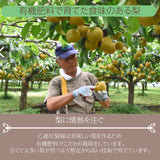 梨 【乙連沢梨園】大きい にっこり 大ビッグサイズ 5kg (1kg×5個) 贈答用 栃木県 《10/上旬～10中旬より出荷》
