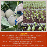 メロン 【メロンの村田】 アンデスメロン 4玉 3L 糖度16前後 贈答用 母の日 茨城県鉾田市 《5/上旬～5/中旬より出荷》