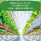 いちご 【やいた里山いちご園】苺 紅白 やよいひめ ミルキーベリー/とちあいか (280g×4パック）白いちご 栃木県矢板市 《1/中旬～出荷開始》