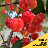 さくらんぼ 【一愛農園】 佐藤錦 1kg 秀 ２L  山形県東根市《6/中旬～6/下旬の出荷》