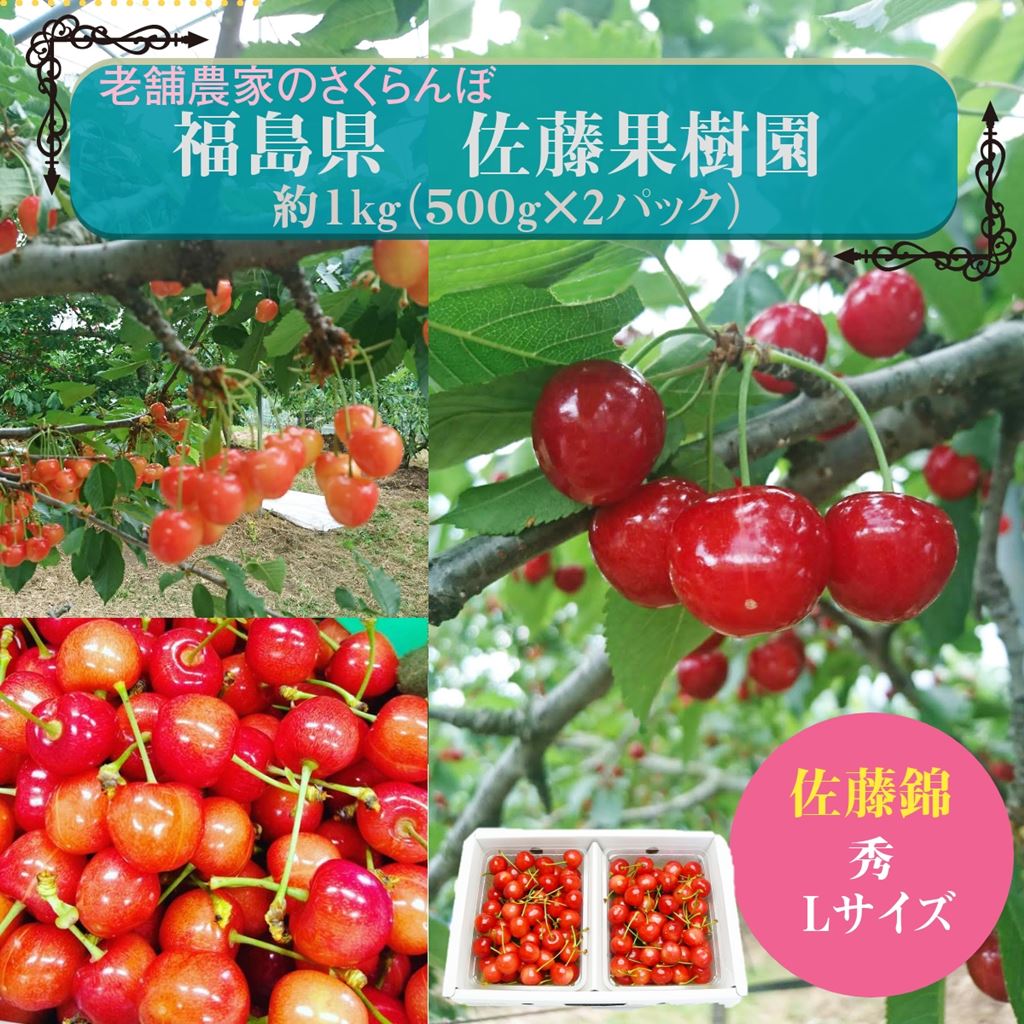 さくらんぼ 【佐藤果樹園】 佐藤錦 1kg 秀 L 《6/中旬～6/下旬の出荷》