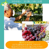 ぶどう 【大山果樹園】 葡萄 詰め合わせ ぶどう三昧セット（ シャインマスカット 入り） ４～６種類 約2kg 山形県 フルーツ 果物 《9/中旬～9/下旬より出荷》 敬老の日