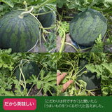 スイカ 小玉スイカ 【高橋農園】ひとりじめBONBON ２玉 4〜5kg 秀 尾花沢 贈答用 山形県  ひとりじめボンボン《7/中旬〜7/下旬より出荷》