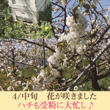 さくらんぼ 【有我果樹園】 佐藤錦 紅秀峰 紅てまり どれか1品種 1kg L 福島県須賀川市 贈答用 《6/中旬～6/下旬の出荷》